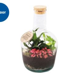 Bottle Terrarium