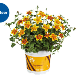 Bee Friendly Bidens