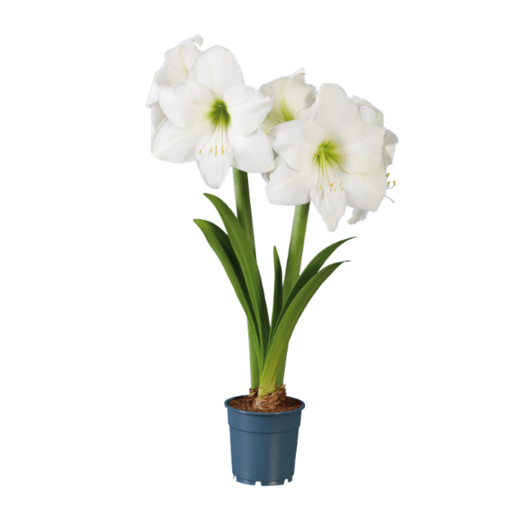 Twin Stem Amaryllis