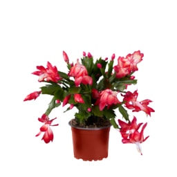 Christmas Cactus