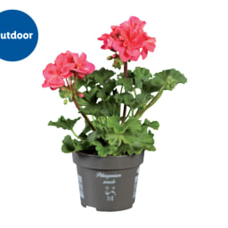 Standing Geranium