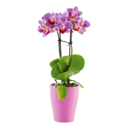 Mini Orchid in Ceramic Pot