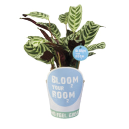 Green Plant 'Bloom your Room'