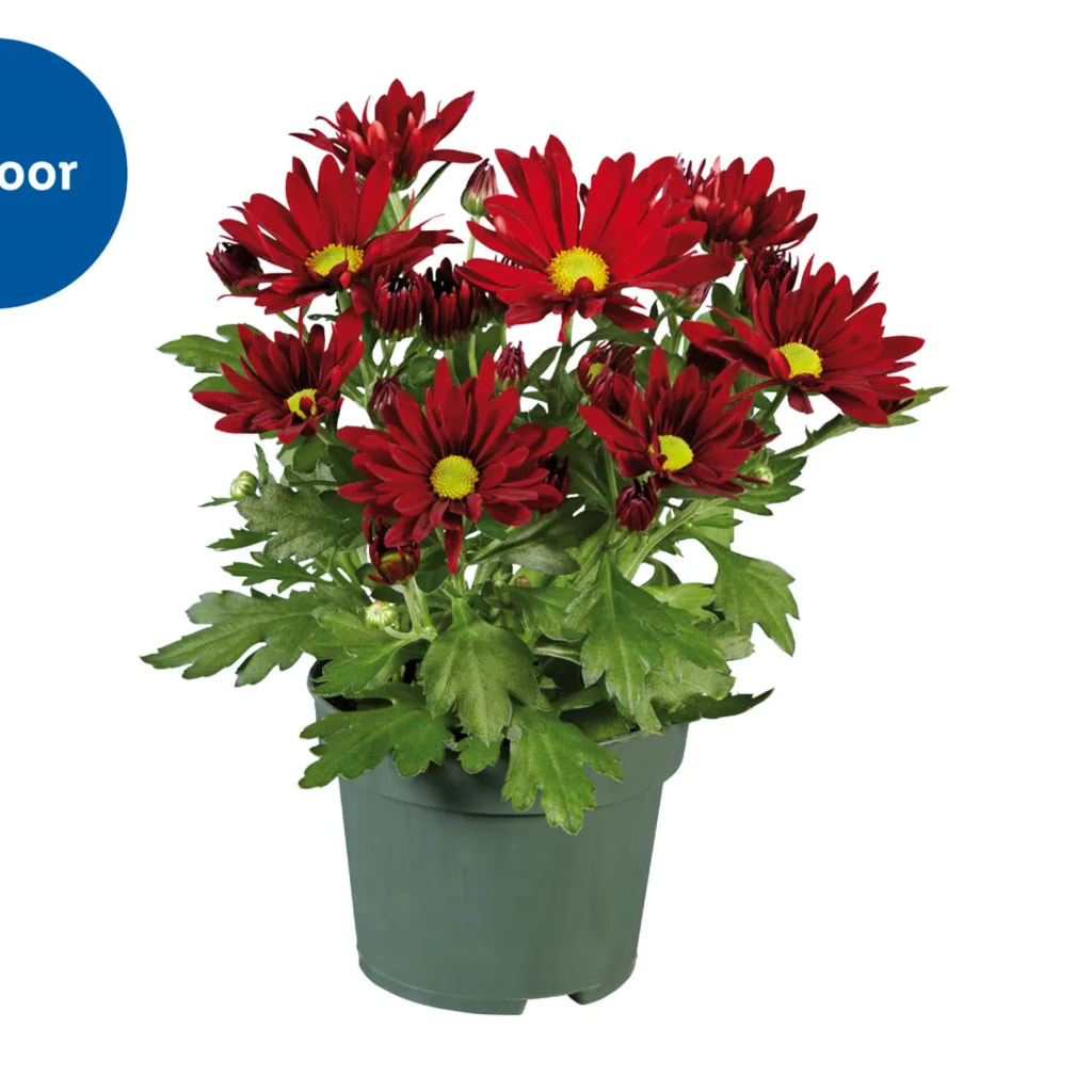Chrysanthemum Pot