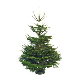Large Non-Drop Fir Christmas Tree