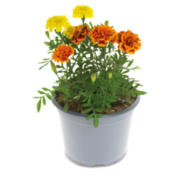 2L Summer Bedding Pot