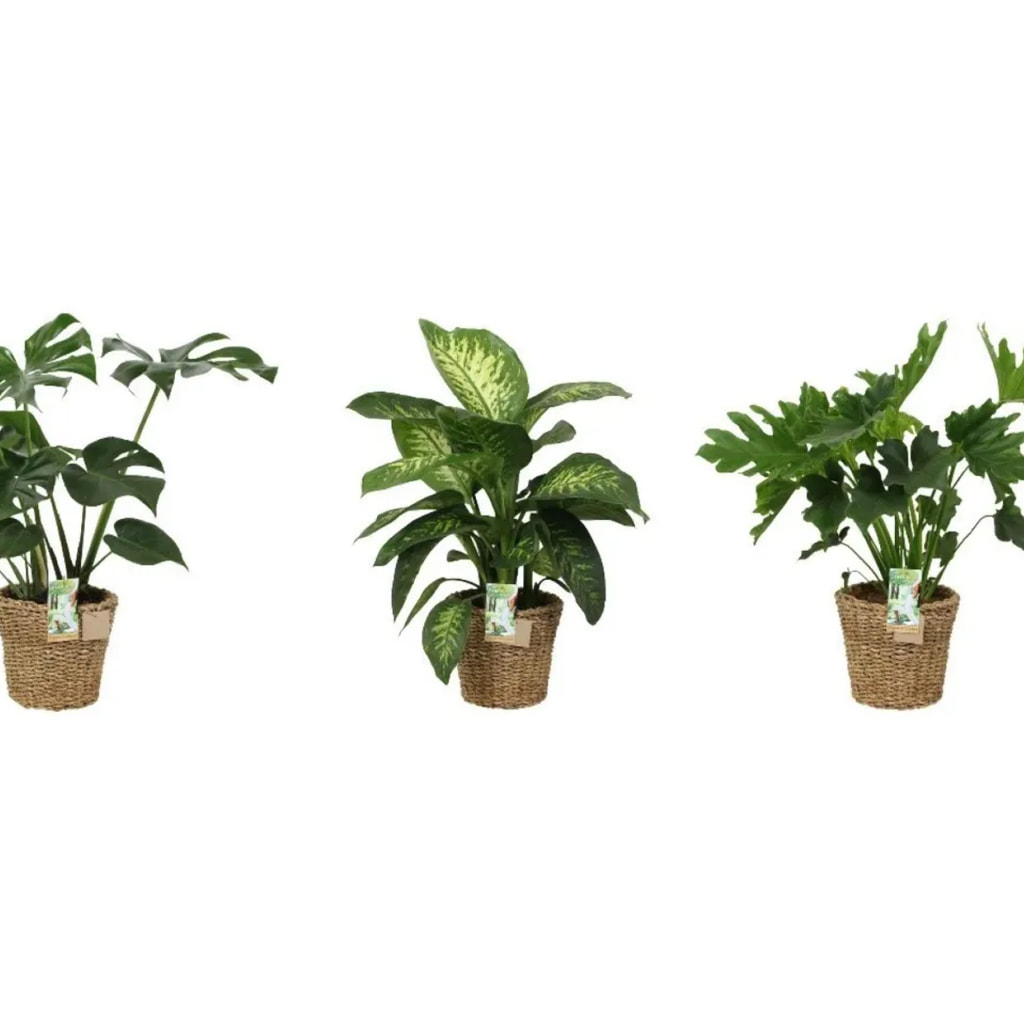 Large Houseplant in Woven Pot