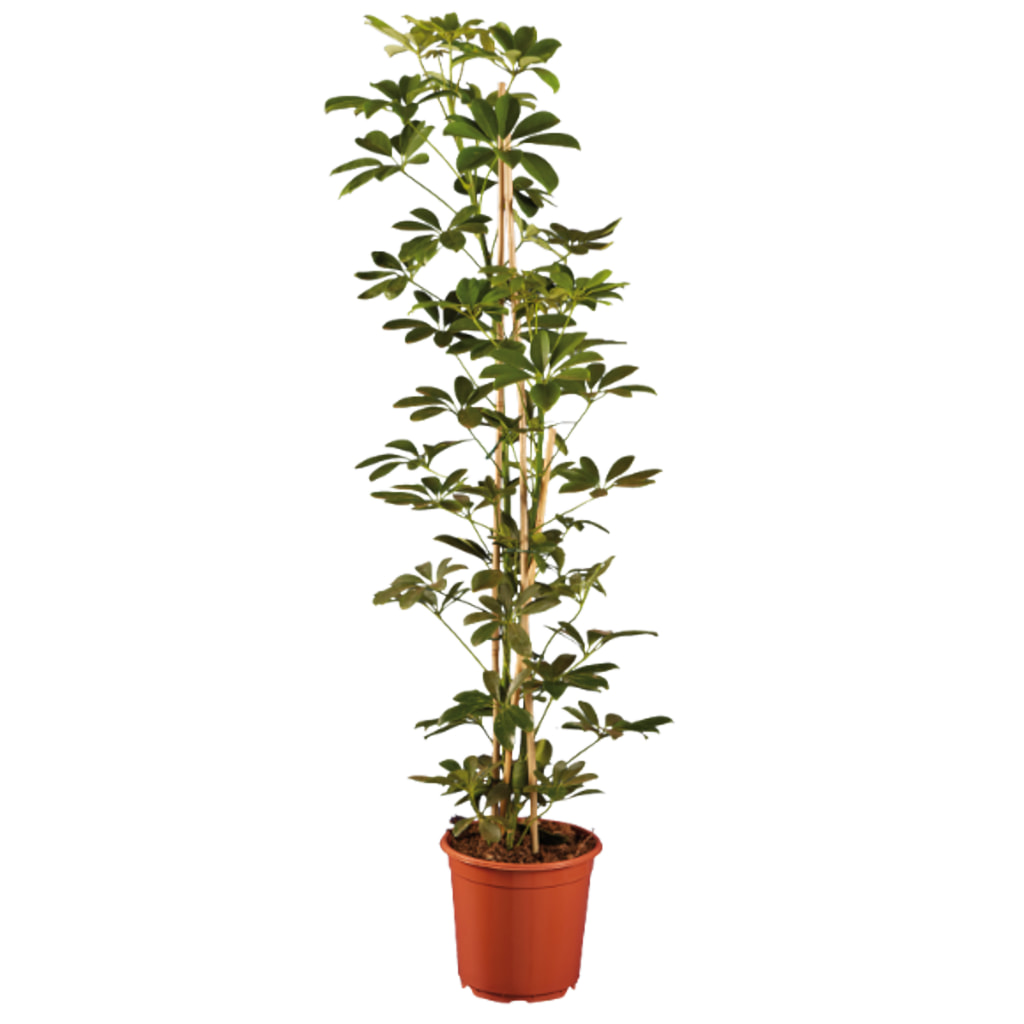 Large Green Houseplants