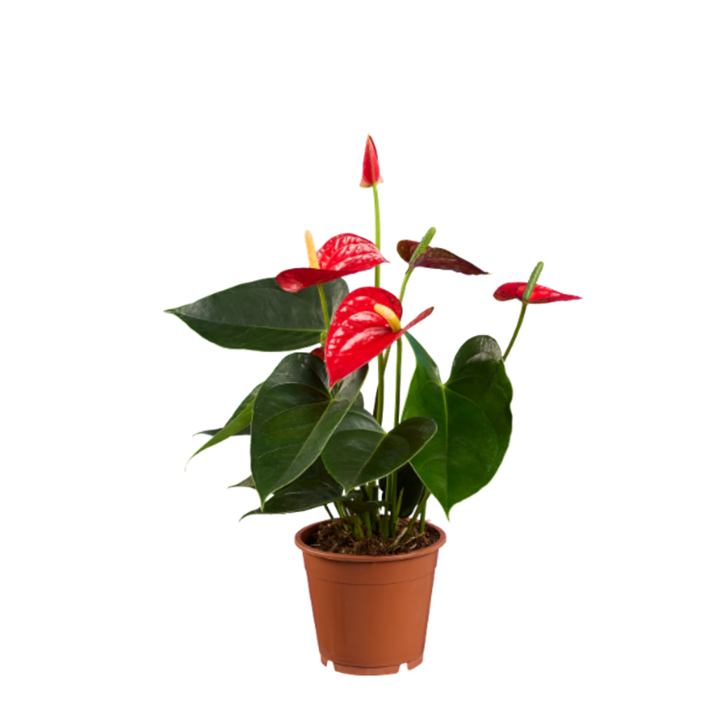 Anthurium 12cm