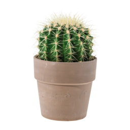 Cactus in Ceramic