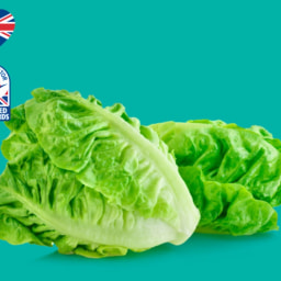 British Mini Cosberg Lettuce