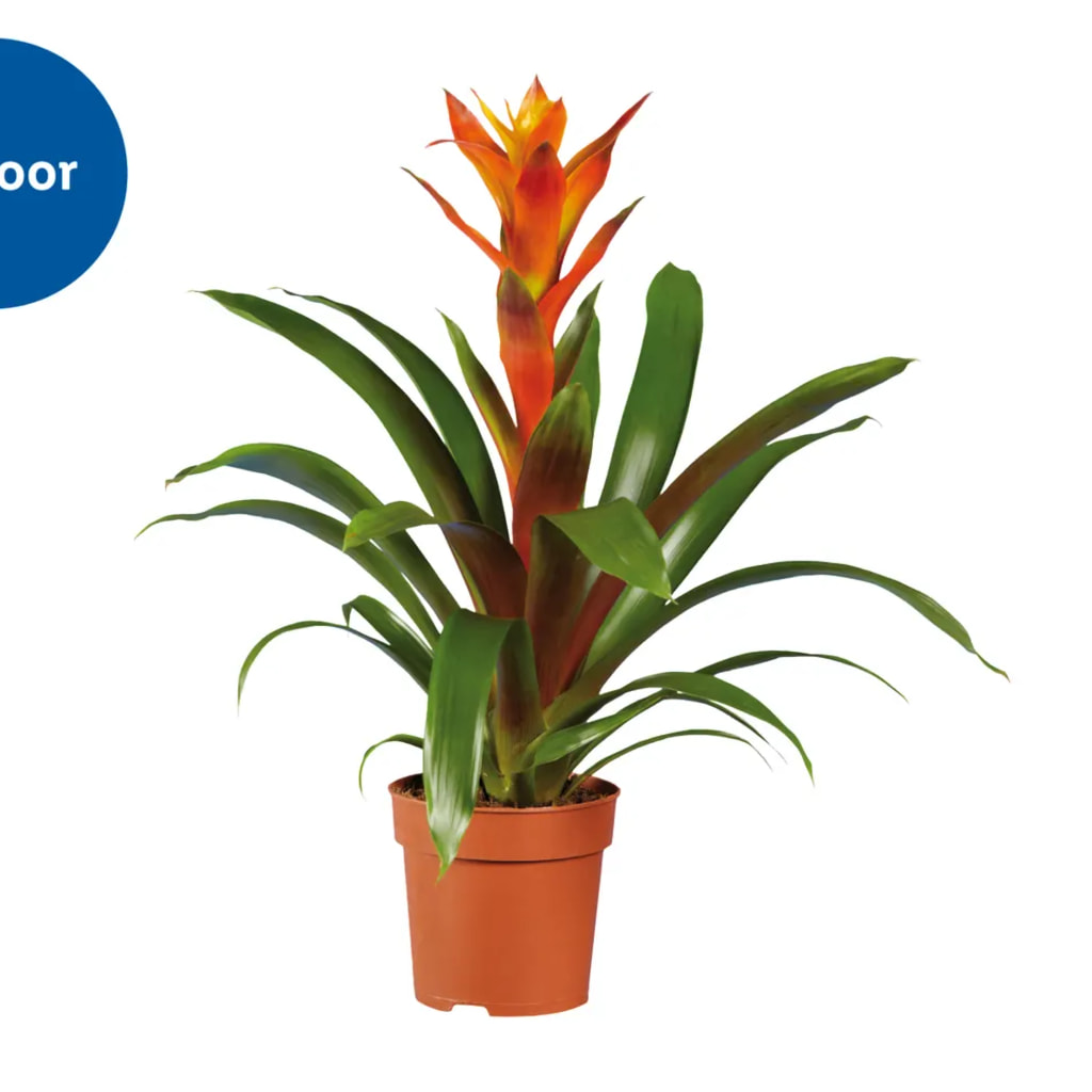 Bromelias
