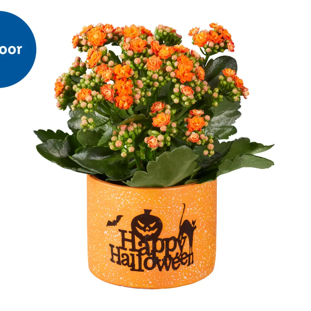 Flowering Plant in Halloween Ceramic