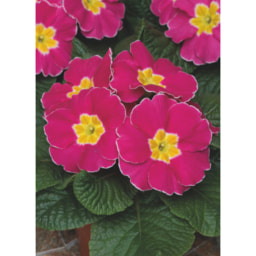 Roots & Blooms Primula 6 Pack