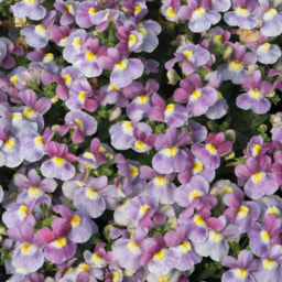 Nemesia