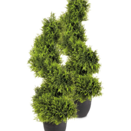 Cypress Topiary Spiral Tree 2 Pack