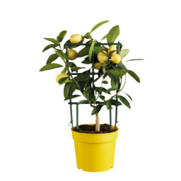 Mediterranean Citrus Plants