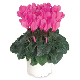 Roots & Blooms Cyclamen 4 Pack