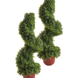 Boxwood Topiary Spiral Tree 2 Pack