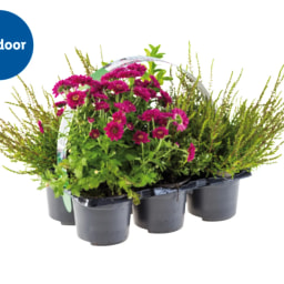 Outdoor Bedding Plants Selection