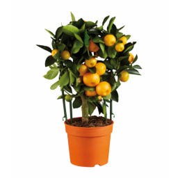 Citrus Plants