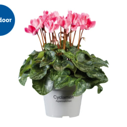 Cyclamen