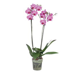 Twin Stem Orchid