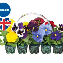 British Bedding Plants