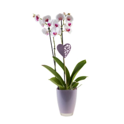 Orchid in Ceramic