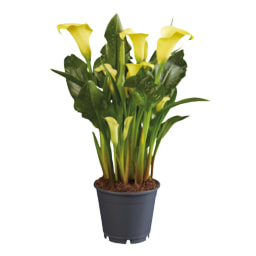 Assorted Calla Lilies