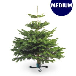 Medium Nordman Fir Christmas Tree