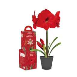 Perfect Christmas Amaryllis Gift Box