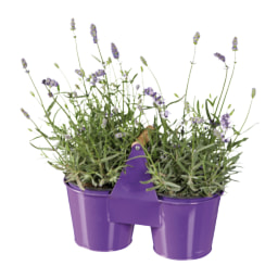 Lavender in Duo Pot