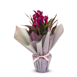 Gift Wrapped Calla Lily