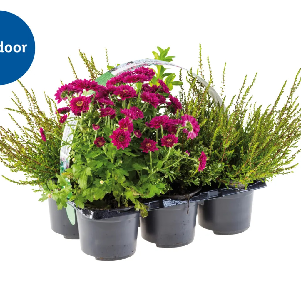 Outdoor Bedding Plants Selection