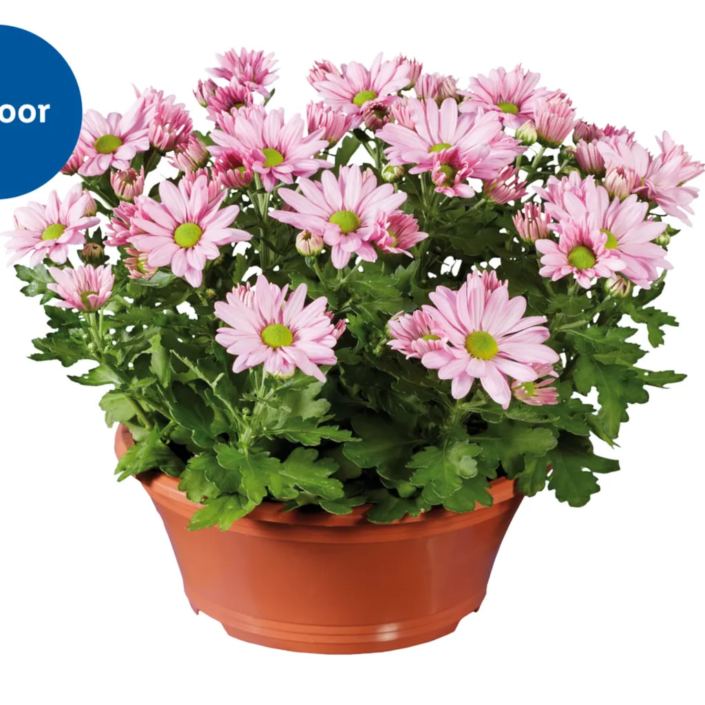 Chrysanthemum 23cm