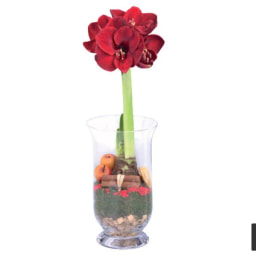 Amaryllis In Glass Vase