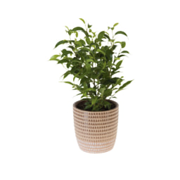 Green Plant in Ceramic