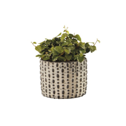 Green Plant in Greystone Pot