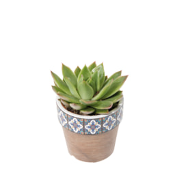 Succulent in Ceramic