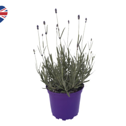 British Lavender