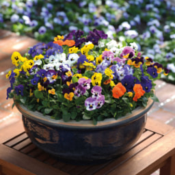 Pansy & Viola 10 Pack