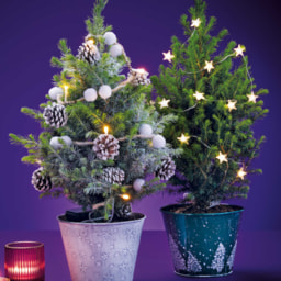 Picea Tree With Lights 15cm