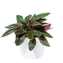 Mini Succulents in Ceramic