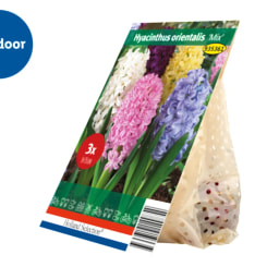 Spring Flowering Bulbs