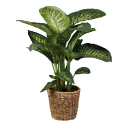 Large Tropical Houseplants in Woven Pot