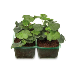 Roots and Blooms Geranium 4 Pack