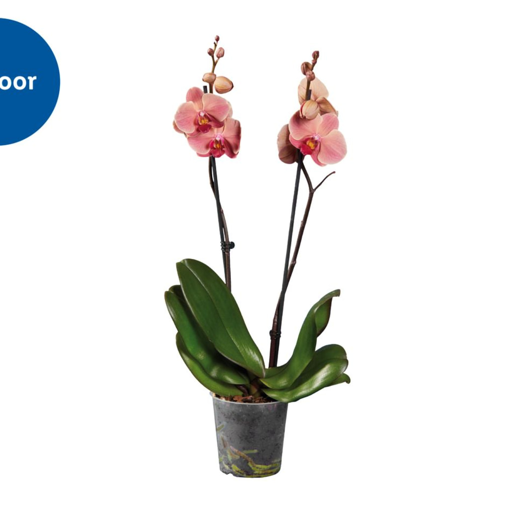 Twin Stem Orchid