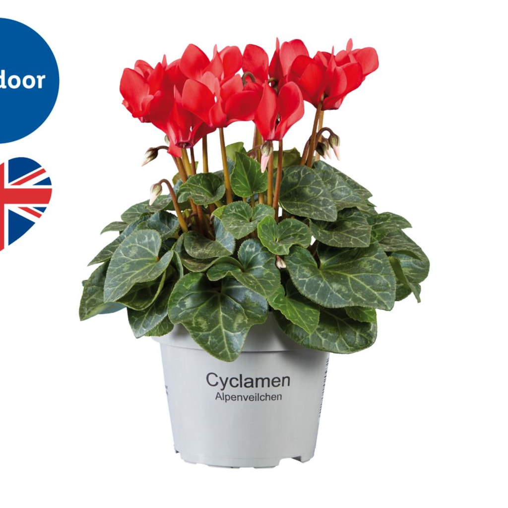 British Cyclamen