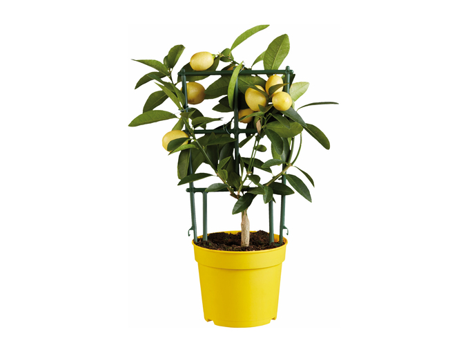 multiPROMOS Mediterranean Citrus Plants